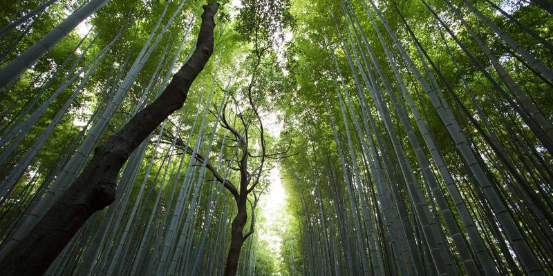 成都金珠微医疗30：微创医疗新标杆，引领精准手术新时代