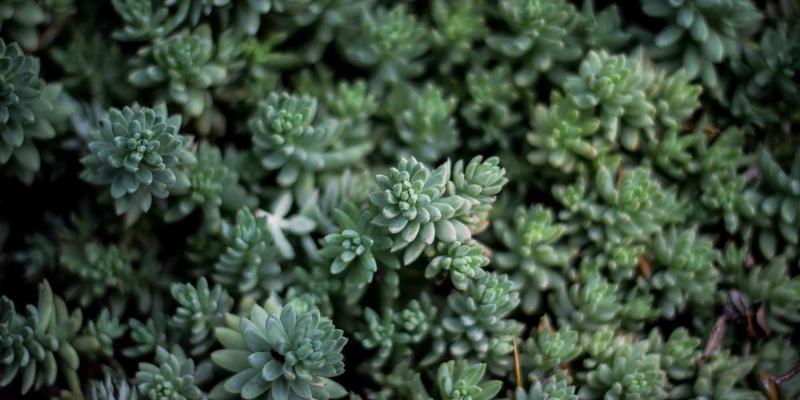 成都金珠微医疗：微创技术引领蓉城医疗新变革