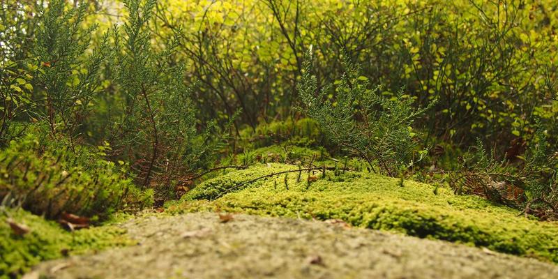 成都金珠微医疗：甲状腺结节微波消融术的精准操作与术后恢复全指南