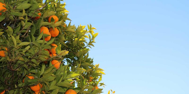 成都金珠微医疗：重新定义健康管理与医疗服务的城市新标杆